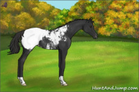 Horse Color:Liver Chestnut Snowcap 