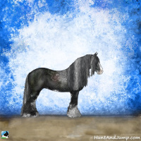 Horse Color:Black Ice Sabino Rabicano 