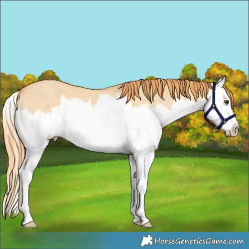 Horse Color:Red Dun Splash 