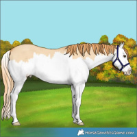 Horse Color:Red Dun Splash 