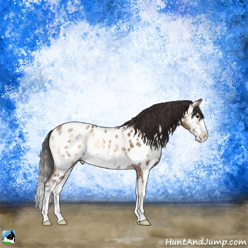 Horse Color:Sable Champagne Onyx Sabino Appaloosa Rabicano 
