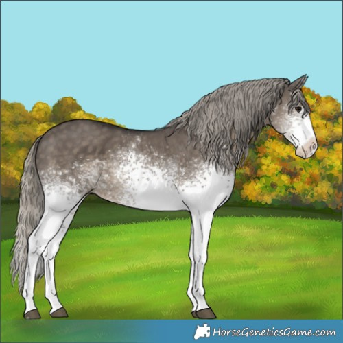 Horse Color:White Spotted Silver Smoky Grullo 