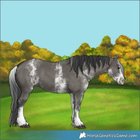 Horse Color:White Spotted Grullo Rabicano  and White Spotted Grullo Splash Rabicano 