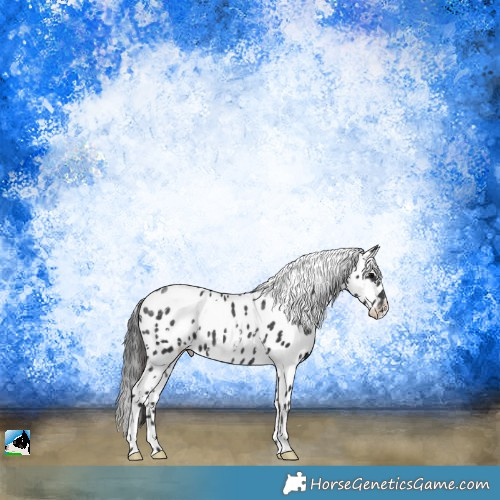 Horse Color:White Spotted Black Appaloosa Rabicano 