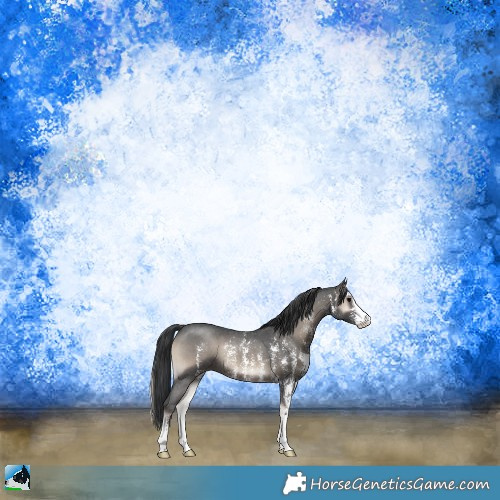 Horse Color:Blue Onyx Sabino Rabicano 