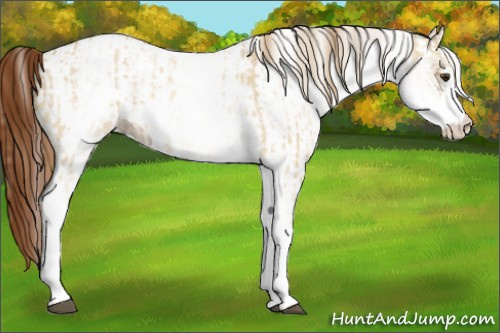 Horse Color:White Spotted Red Dun Rabicano  and Gray White Spotted Red Dun Rabicano 