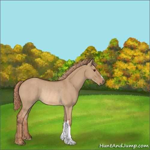 Horse Color:Red Dun Rabicano 