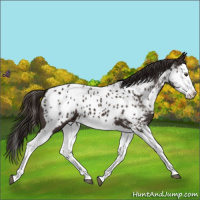 Horse Color:Liver Chestnut Splash Appaloosa 