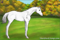 Horse Color:Liver Chestnut Sabino Varnish 