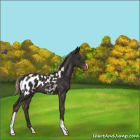 Horse Color:Liver Chestnut Near Leopard 