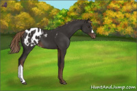 Horse Color:Liver Chestnut Appaloosa 