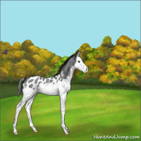 Horse Color:Liver Red Roan Splash Appaloosa 