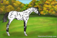 Horse Color:White Spotted Liver Chestnut Near Leopard 