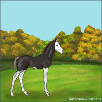 Horse Color:Liver Chestnut Splash 