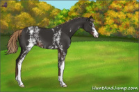 Horse Color:White Spotted Liver Chestnut 