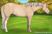 Horse Color:Gold Champagne Rabicano