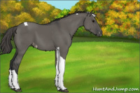 Horse Color:Grullo Tobiano Appaloosa 