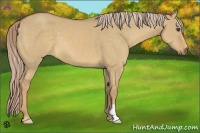 Horse Color:Palomino Dun Frame 