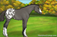 Horse Color:Grullo Appaloosa 