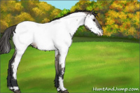 Horse Color:Grullo Appaloosa 