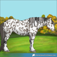 Horse Color:Grullo Appaloosa 