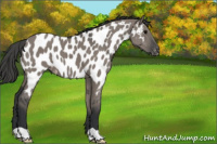 Horse Color:Grullo Appaloosa 