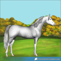 Horse Color:Gray Liver Chestnut Splash Rabicano 