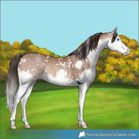 Horse Color:White Spotted Sable Champagne Splash Rabicano 
