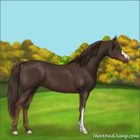 Horse Color:Liver Chestnut 