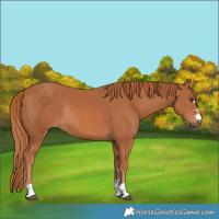 Horse Color:Chestnut Rabicano 