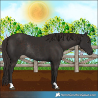 Horse Color:Liver Chestnut Rabicano