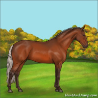 Horse Color:Silver Bay 