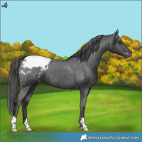 Horse Color:Liver Chestnut Appaloosa 