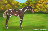 Horse Color:White Spotted Liver Chestnut Sabino Blanket 