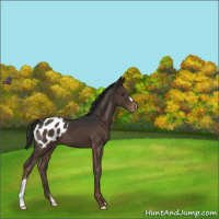 Horse Color:Liver Chestnut Appaloosa 
