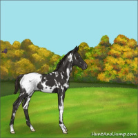 Horse Color:White Spotted Liver Chestnut Snowcap 