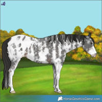Horse Color:Liver Chestnut Sabino Appaloosa 