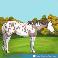 Horse Color:Classic Champagne Splash Appaloosa 
