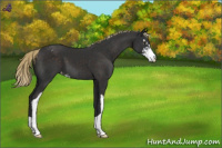 Horse Color:Liver Chestnut Sabino Varnish 