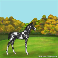 Horse Color:White Spotted Liver Chestnut Sabino Varnish 