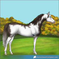 Horse Color:Liver Chestnut Splash Frame Rabicano 