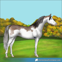 Horse Color:Bay Dun Splash Frame 