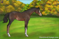Horse Color:Liver Chestnut Sabino