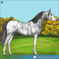 Horse Color:Liver Chestnut Sabino Appaloosa 
