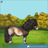 Horse Color:Bay Onyx 