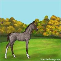 Horse Color:Liver Red Roan 