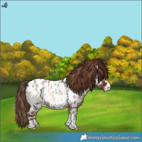 Horse Color:Red Onyx Roan Near Leopard 