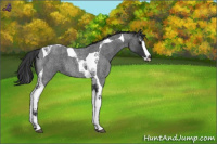 Horse Color:Blue Roan Splash Tobiano 