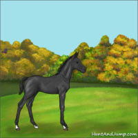 Horse Color:Blue Roan 