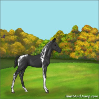 Horse Color:Black Tobiano 